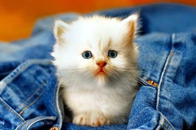 Kittens Kitten Cat Cats Baby Cute S Wallpapers