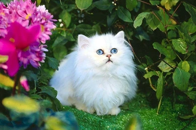 Free Wallpapers White Cat In Flowers