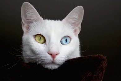 Desktop Wallpapers · Gallery · Animals · White Cat Bi color Eyes ...
