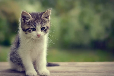 Kittens Kitten Cat Cats Baby Cute S Wallpapers