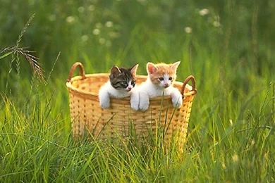 Cats: Cute Kittens Basket Animals Cats Kitten Background Images ...