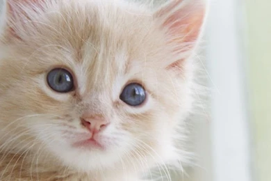 Cute Kitten Twitter Cover & Twitter Backgrounds