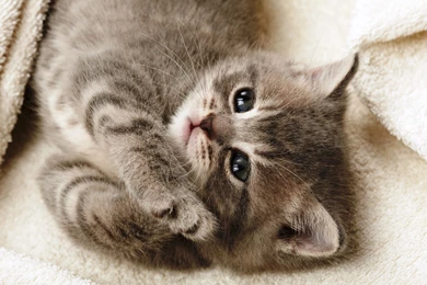 Cute Kitten Sleep Wallpapers Download
