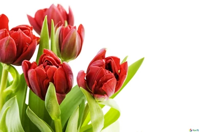 Flowers Wallpapers Hd Download   All Wallpapers New