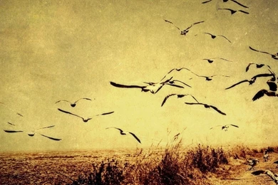 Free Download Full HD Birds Landscapes Vintage Sepia Wallpaper, HQ ...