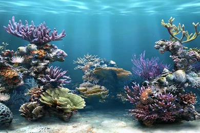3d hd wallpaper fish tank.jpg