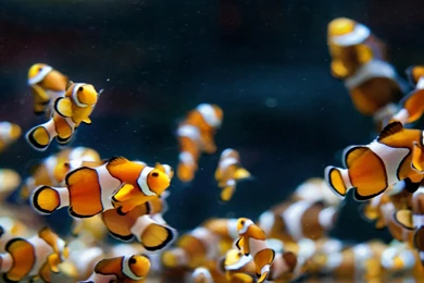 Hd Live Wallpapers Fish Aquarium Dowload