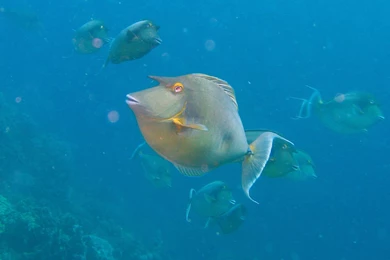 Underwater Wallpaper, Ocean Wallpaper, Marine Life On Elphinstone ...