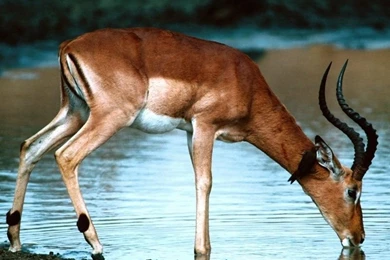 HD Animal Wallpapers: HD Deer Wallpapers