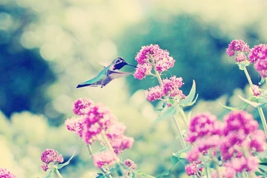 21 Lovely HD Hummingbird Wallpapers   HDWallSource.com