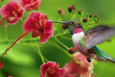 Desktop hummingbird pictures download.jpg