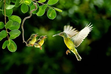 44 Hummingbird Wallpapers HD 465 :: Hummingbirds Hd Wallpapers