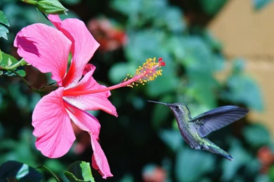 Hummingbird Wallpaper Backgrounds