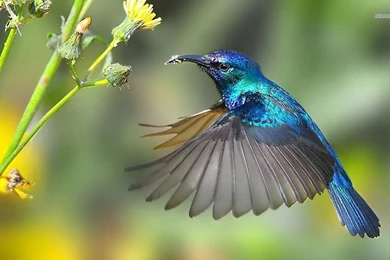 Hummingbird   Wallpaper.