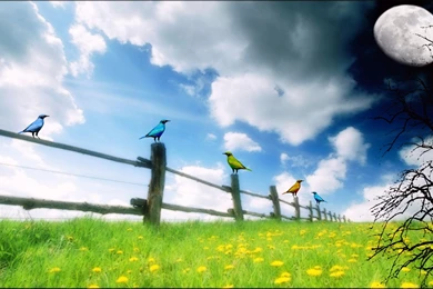 Desktop, Night, Heart, Green, Wallpaper, Sweet (