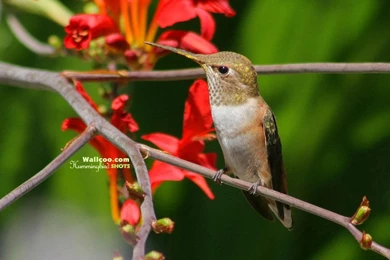 Hummingbird And Flowers   Cute Hummingbirds Wallpapers 1024x768 NO ...