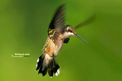 Hummingbird And Flowers   HD Hummingbirds Wallpapers 1600x1200 NO ...
