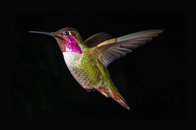 Hummingbird Wallpapers   Animal Wallpapers