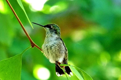 Wallpaper: Hummingbird Wallpapers