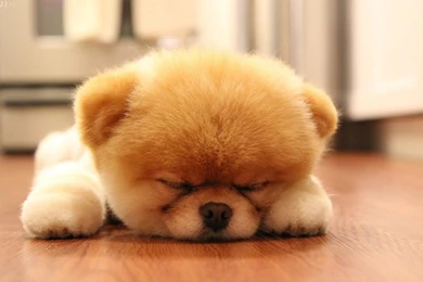 Download Sweet Boo Dog Sleep Wallpapers 1600x902