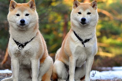 Download Wallpapers 3840x2160 Akita Inu, Dog, Couple, Beautiful 4K ...