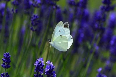 Butterflies: Sweet White Flowers Butterfly Purple Large Free ...