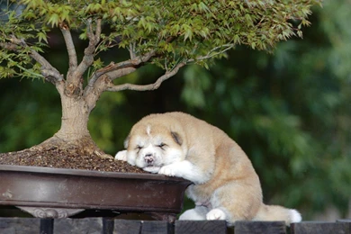 Akita Wallpapers Desktop ~ Elrinconcitodemaya