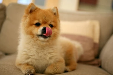 Akita Dog Wallpapers Laptop Backgrounds 56473