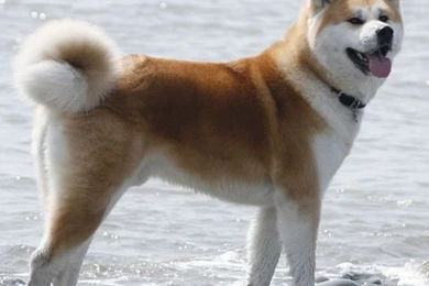 Akita Inu Photos And Wallpapers. The Beautiful Akita Inu Pictures