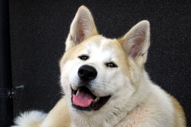 Akita Free Wallpapers