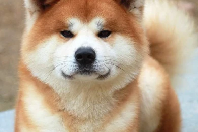 Cute Akita Inu Puppies