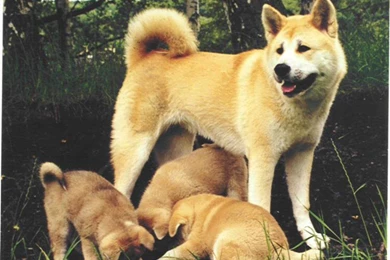 American Akita Photos And Wallpapers. The Beautiful American Akita ...