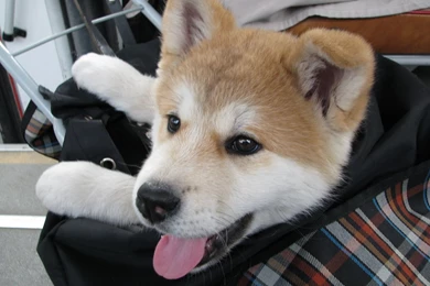 Cute Akita Inu In The Bag Photo And Wallpaper. Beautiful Cute ...