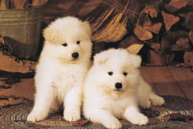 Two White American Akita Puppies Photo And Wallpaper. Beautiful ...