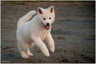 Japanese Akita Puppies Wallpapers