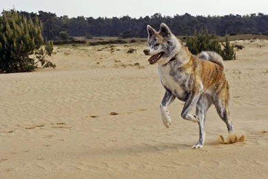 Brindle Akita Inu In The Desert Photo And Wallpaper. Beautiful ...