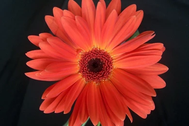 Desktop Wallpapers » Flowers Backgrounds » Gerbera Daisy Orange ...