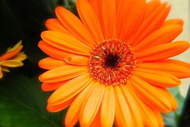 Wallpapers: Orange Gerbera Daisy Flowers Wallpapers