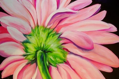 Pink Gerbera Daisy   By Marcia Baldwin From FLORALS