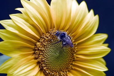 Gerbera Daisy Flower Picture  free Pictures