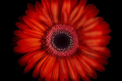 Macro Photograph Of An Red And Orange Gerbera Daisy Against A ...