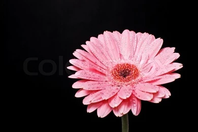 Pink Gerbera Daisy Flower On A Blue Backgrounds Stock Photo