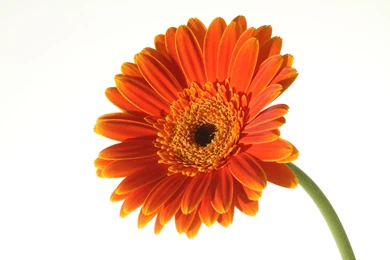 Orange Gerbera Daisy No White Backgrounds Clipart