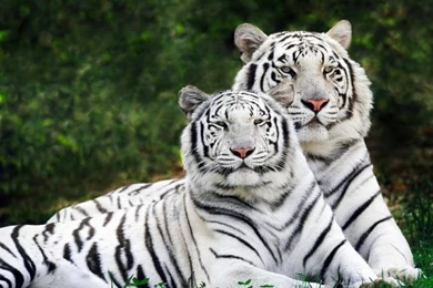 Pictures Of Tigers India   Free Wallpapers Page