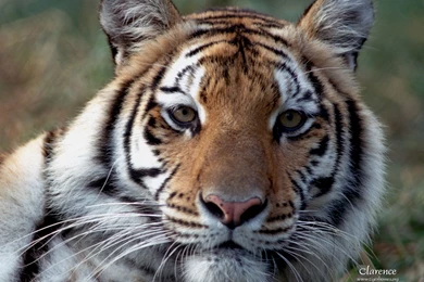 1061 Tiger HD Wallpapers