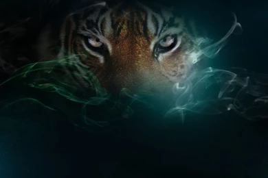 Tiger Eyes Wallpapers   HD Wallpapers And Pictures