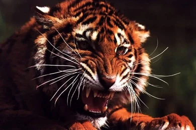 Dragon And Tiger Wallpapers   HD Wallpapers Pretty