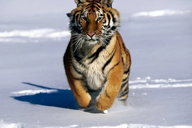 Tiger Wallpapers. Images And Animals Tiger Pictures (725)