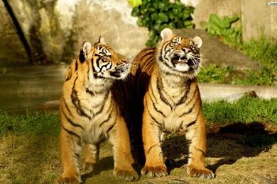 YouWall   Baby Tigers Wallpapers   Wallpaper,wallpapers,free ...