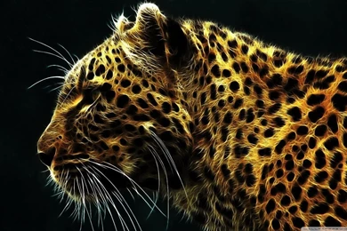 Cheetah In Fire HD Desktop Wallpapers : High Definition ...
